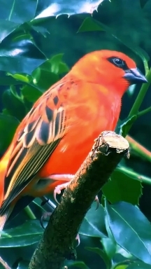 red bird
