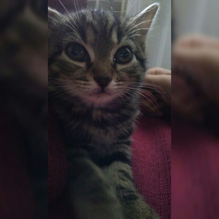 mimi