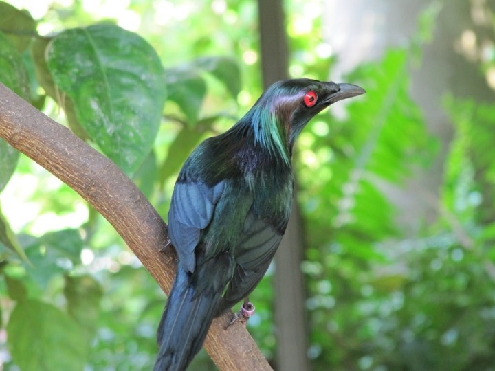 beautiful bird
