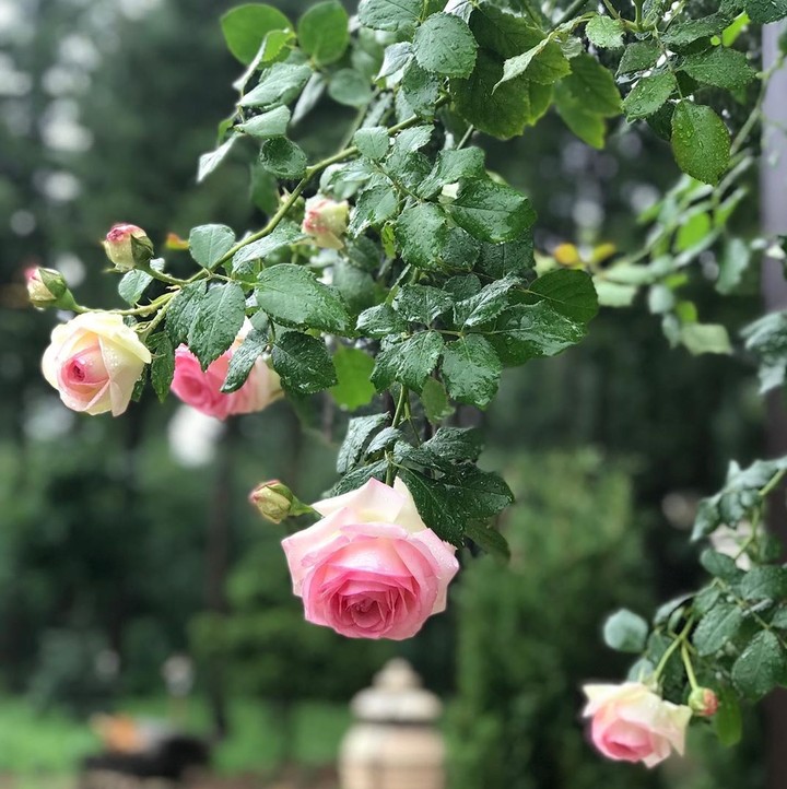 Roses