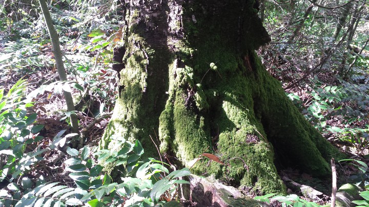 Mossy Tree