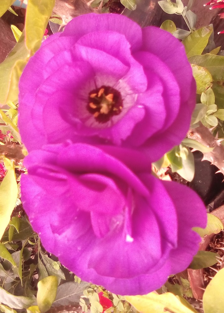 flor hermosa
