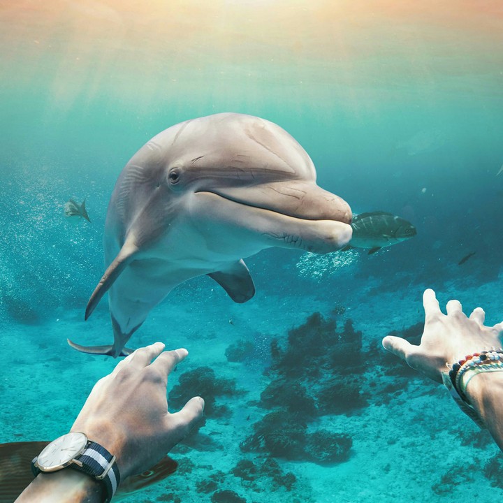 dolphin