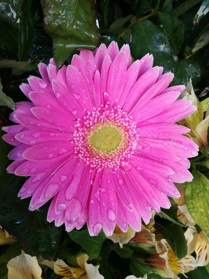 flower