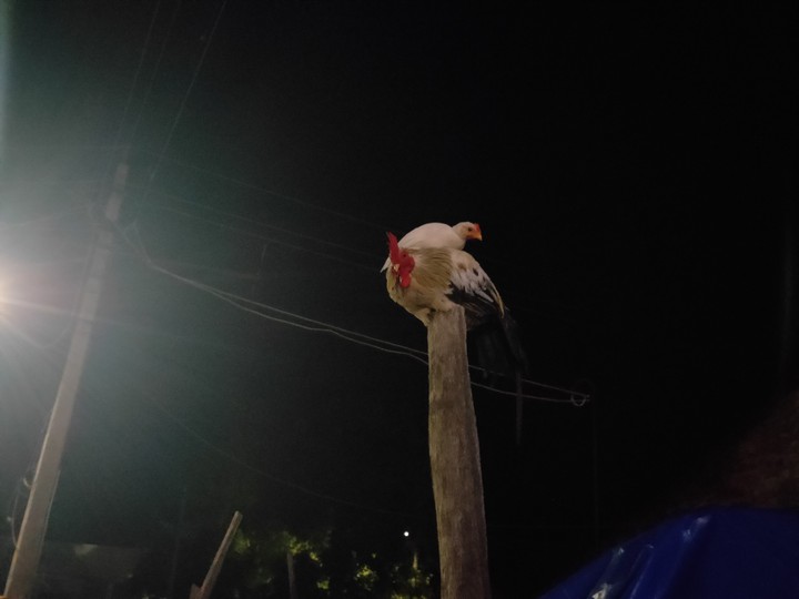 hen