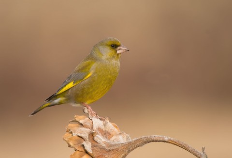 bird, twig duvar kağıtları