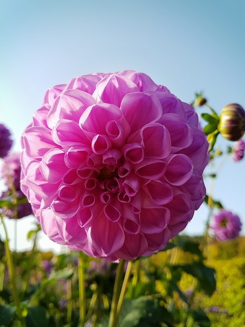 Dahlia