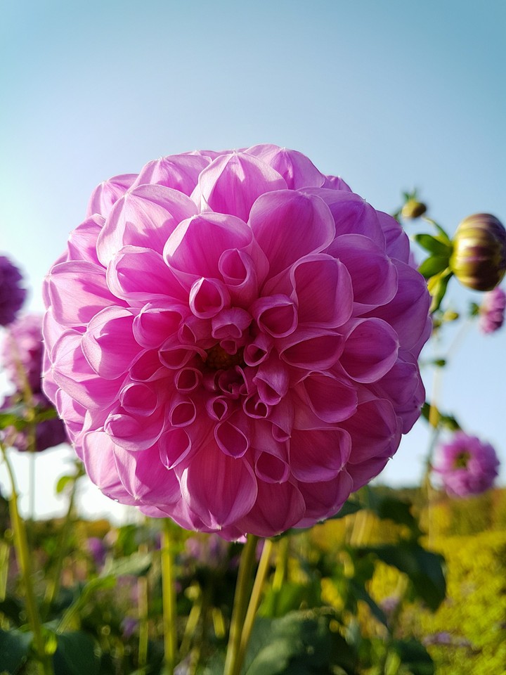 Dahlia