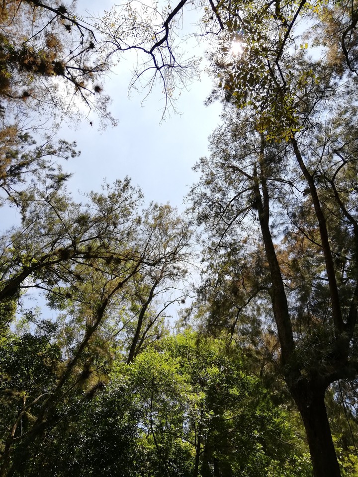 Árboles