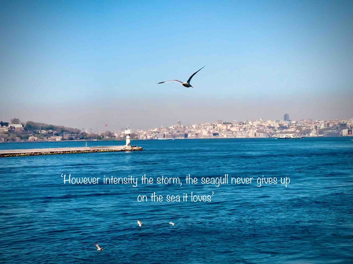 SEAGULL
