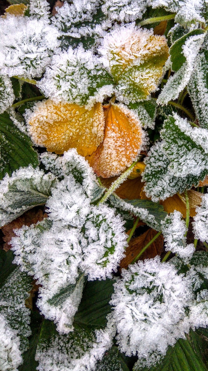 Frozen plant