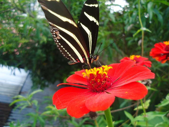 mariposa cebra