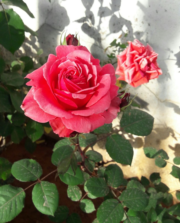 garden rose