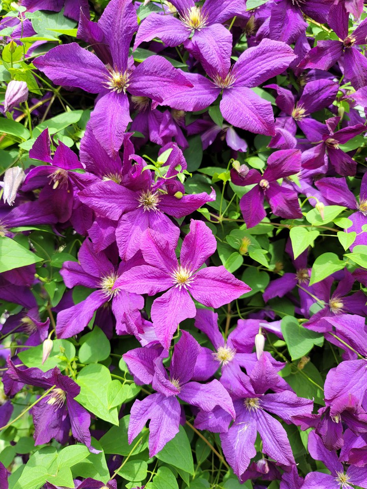 Clematis Flower