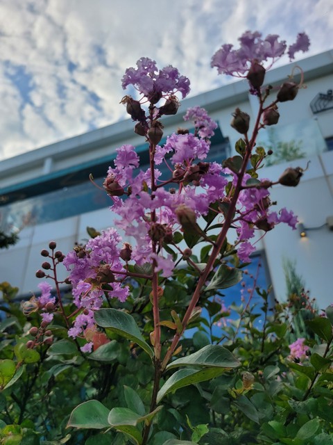 pink, melastomes háttérképek