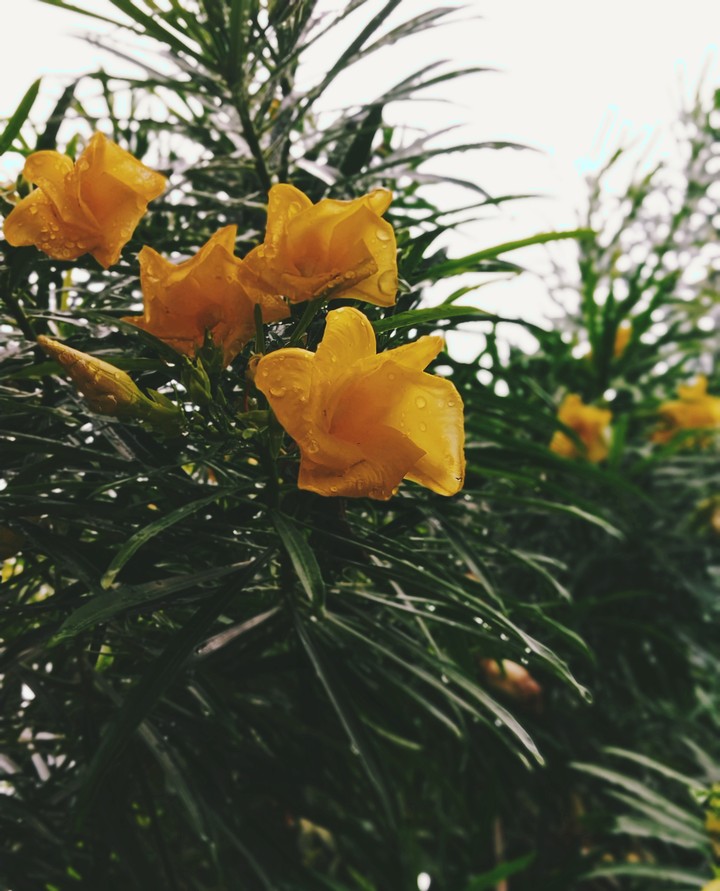 rain drops