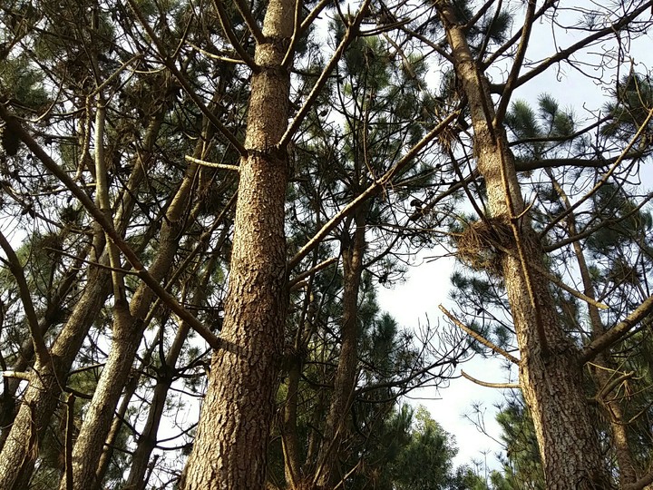 floresta