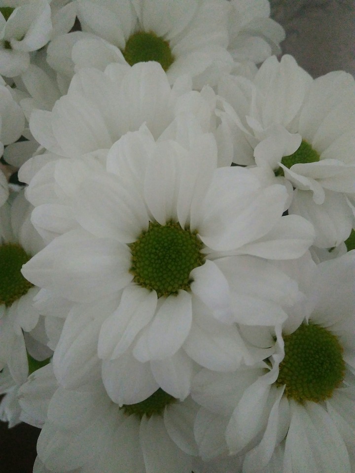 Chrysanthemum