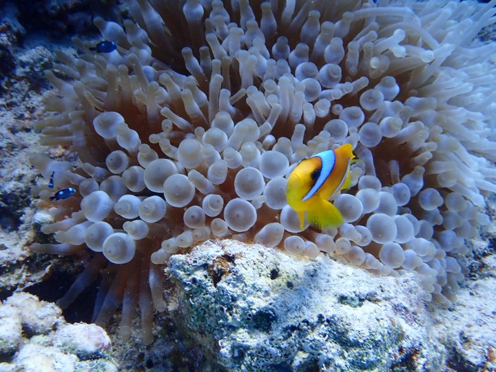 nemo