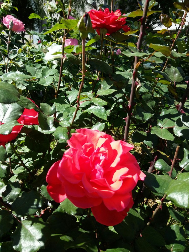 Gül_rose