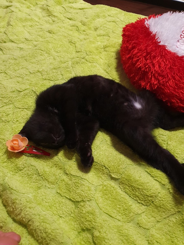 кот