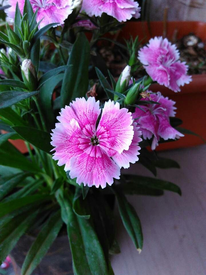 Dianthus flower