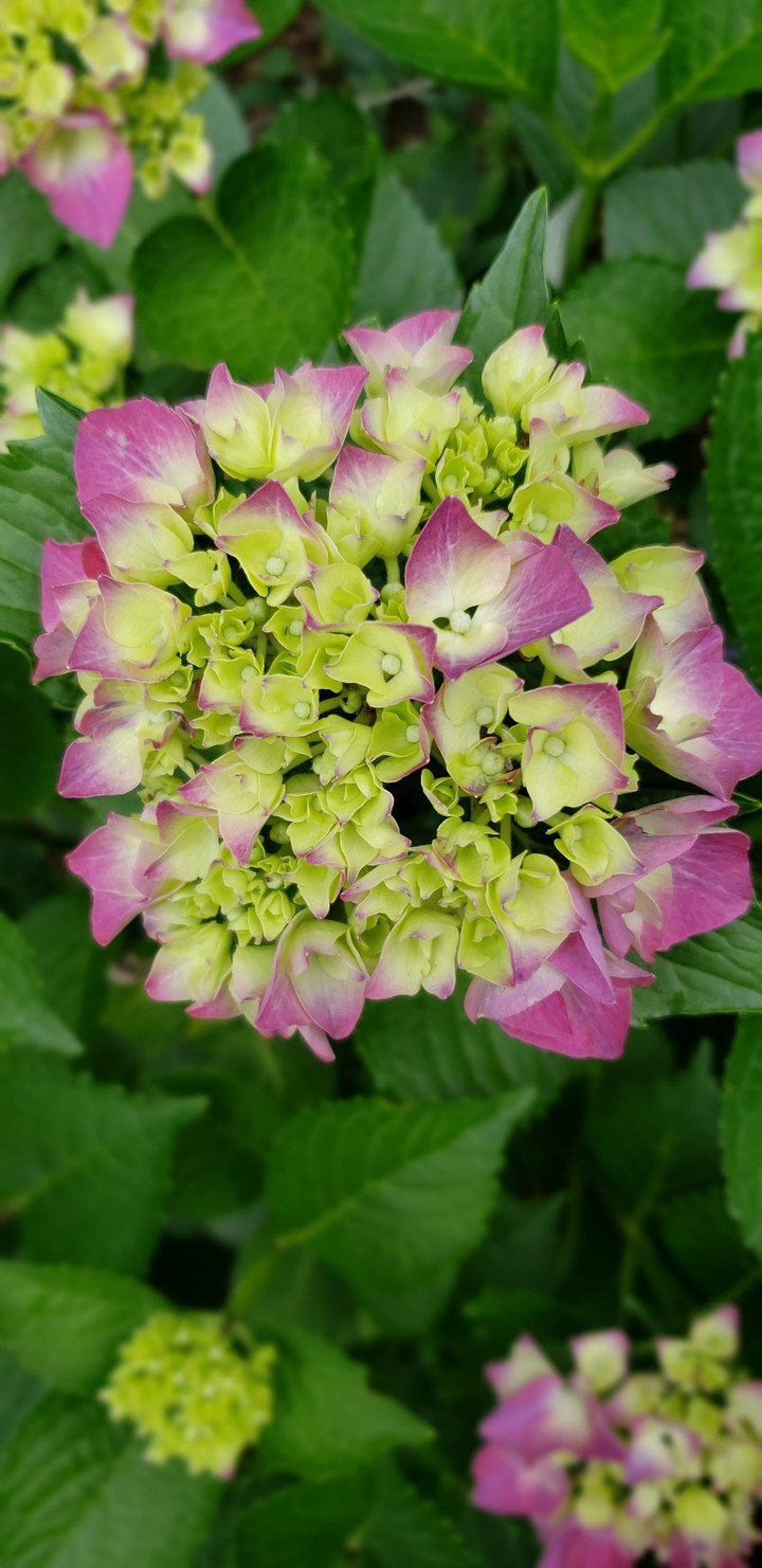 hydrangea