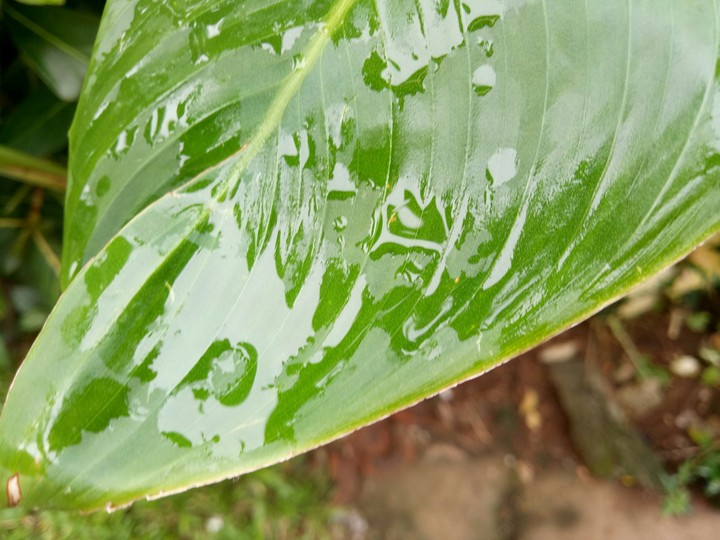 Beautiful Leaves