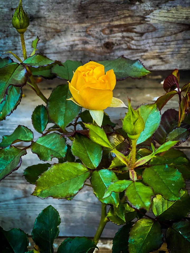 rose & wood