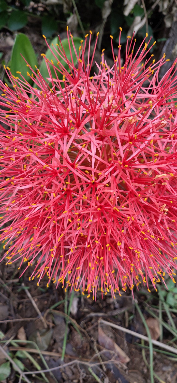 may flower