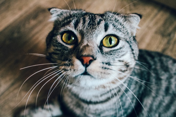 cat