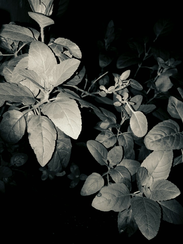 tree black