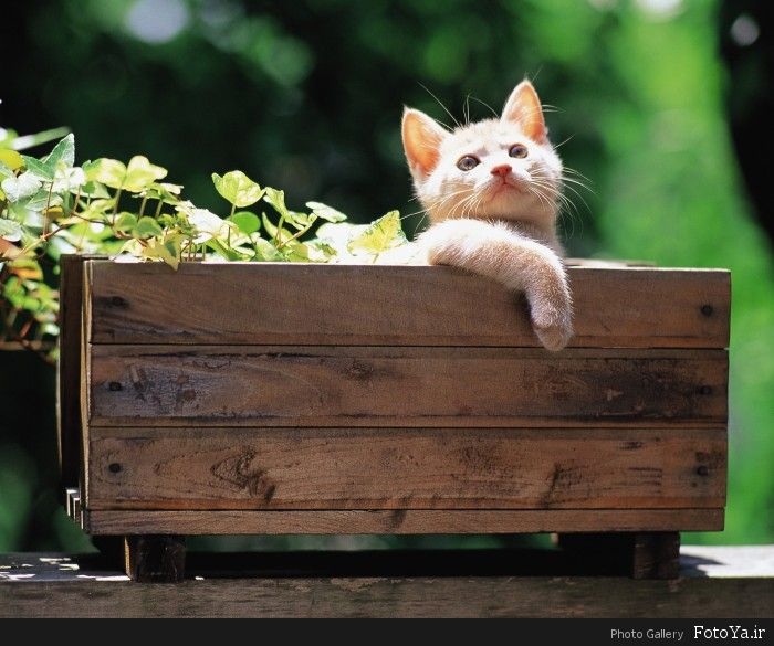 cat