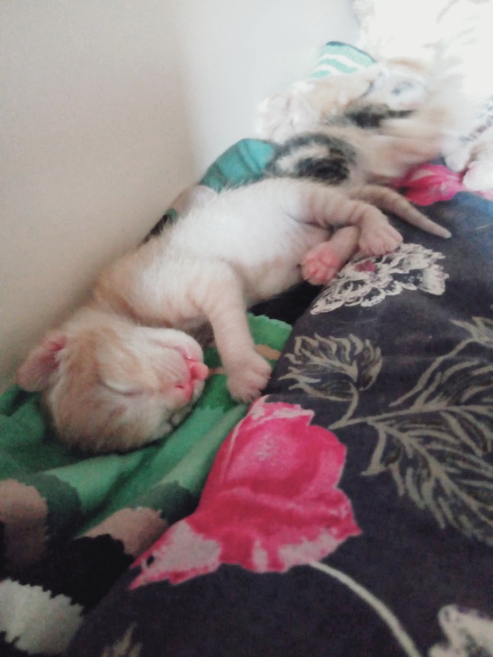 Name:Çıtır ??