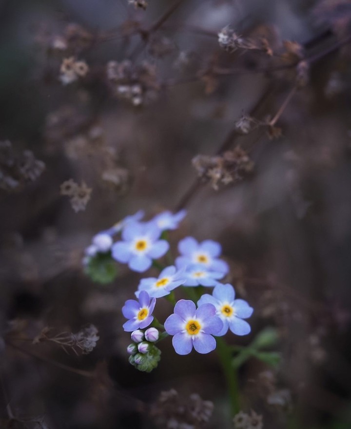 ♡ Forgetmenots ♡