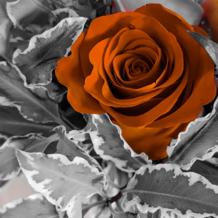 Color Of Life