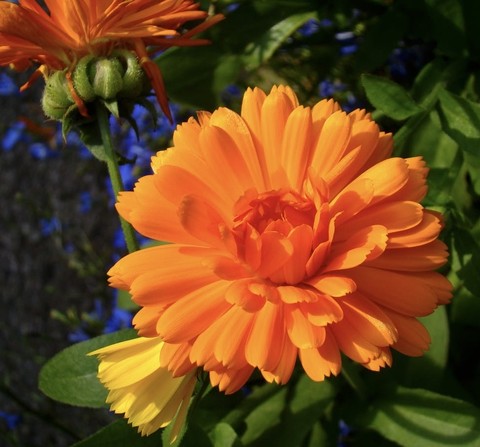 sfondi marigolds, flower