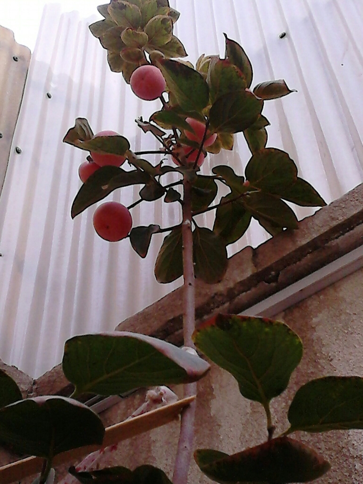 plant&ME