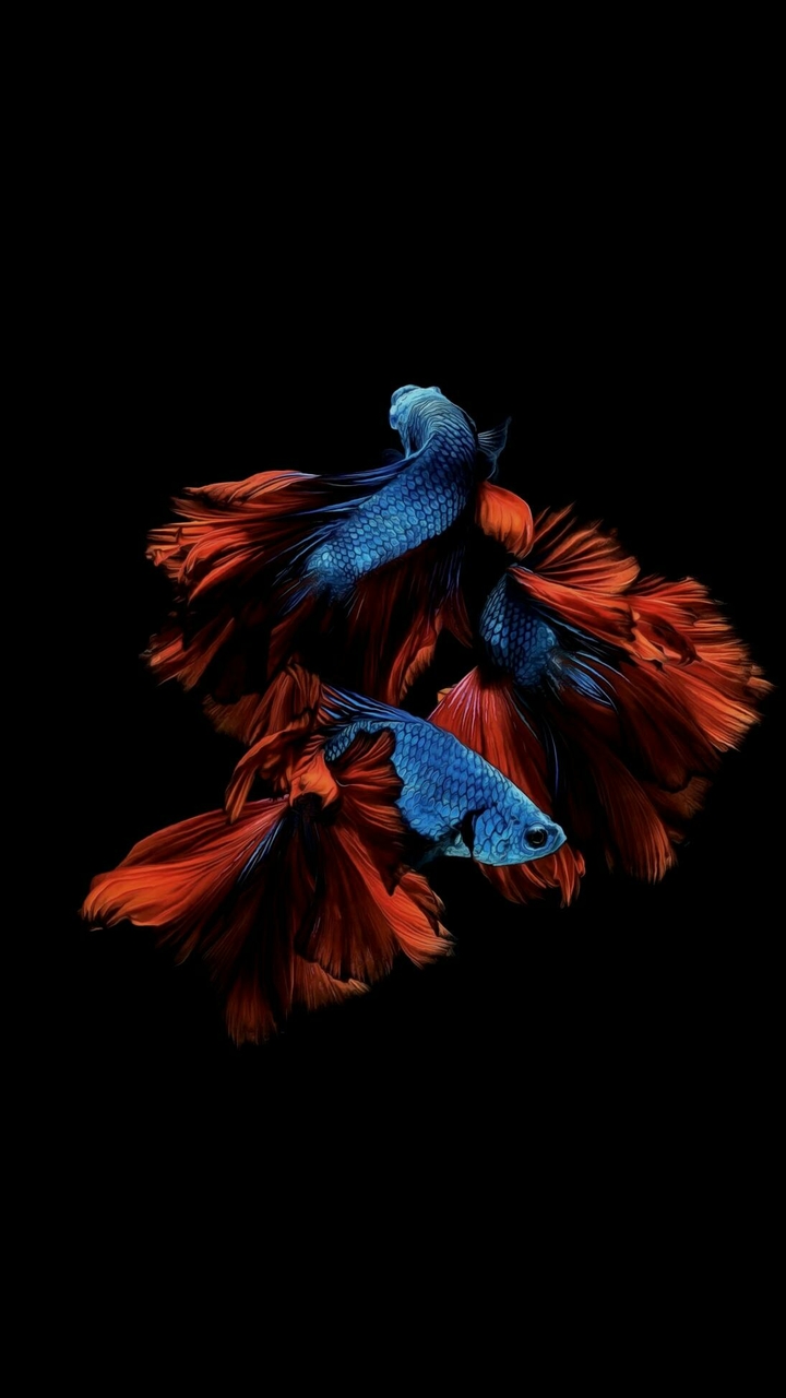 fish