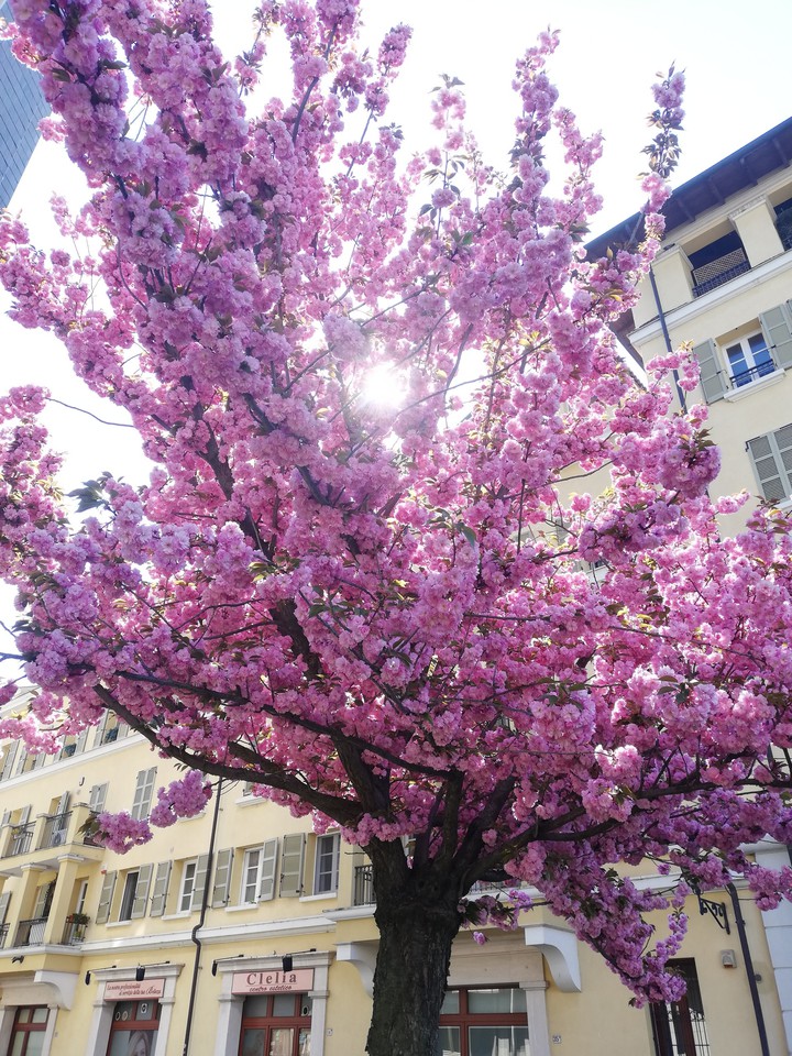 Sakura sunshine