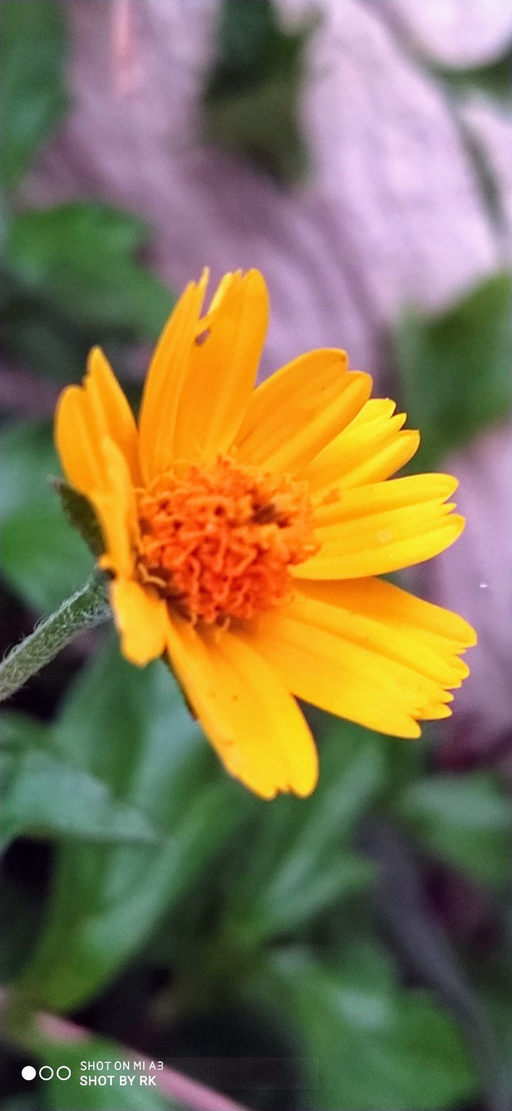 sunflower beauty