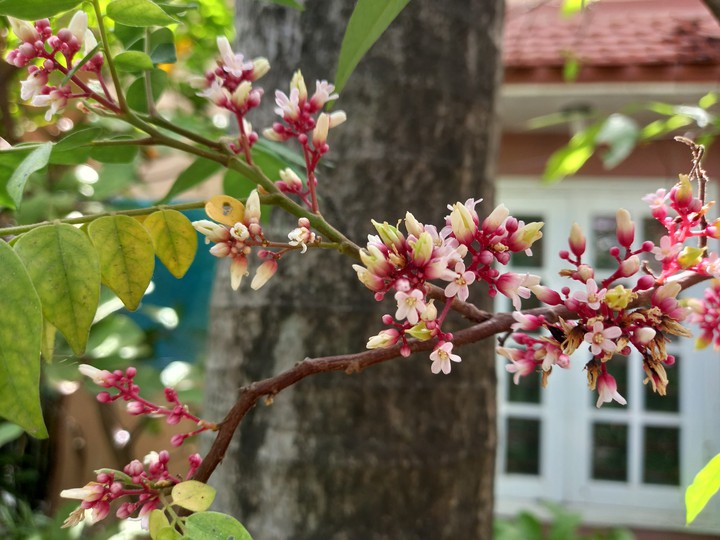 hoa khế