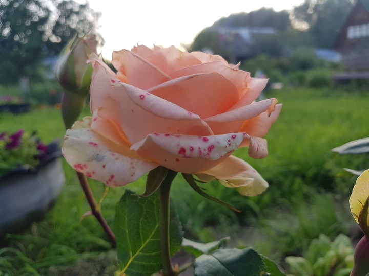 роза