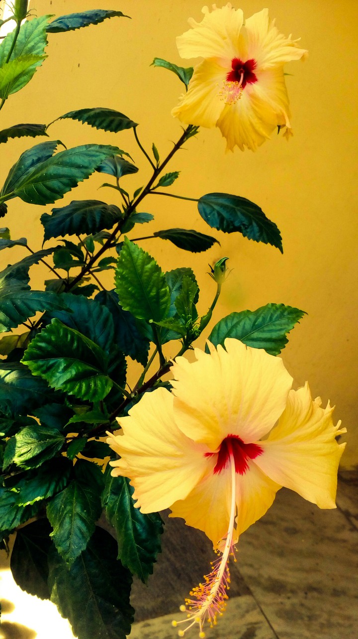 flowers