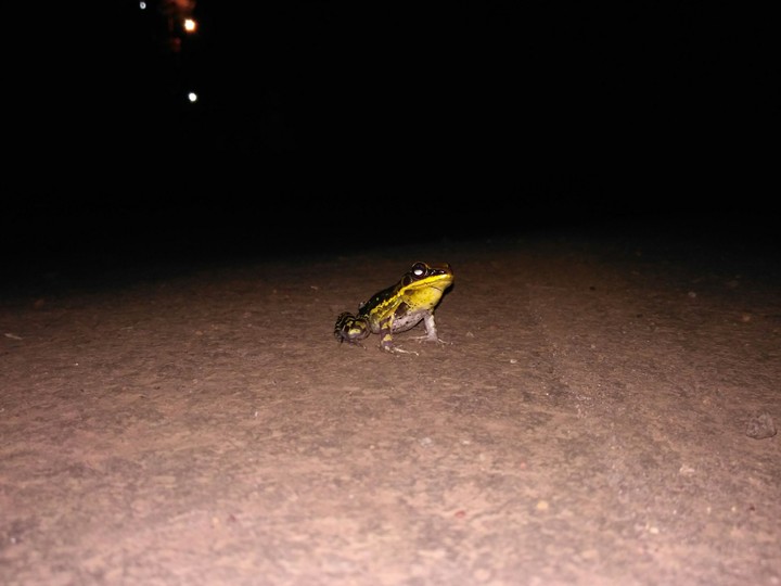 Frog