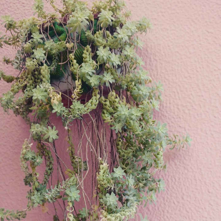 Plants