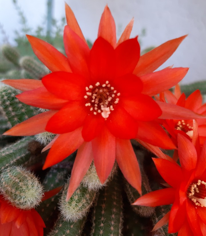 fiore