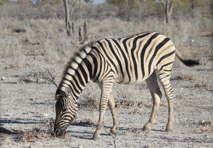 Zebra