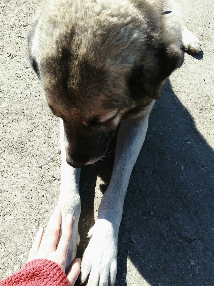 lovedog
