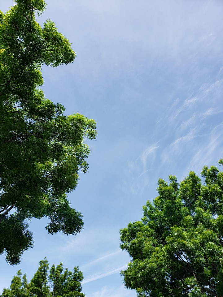 Blue sky with some trees calm and happy